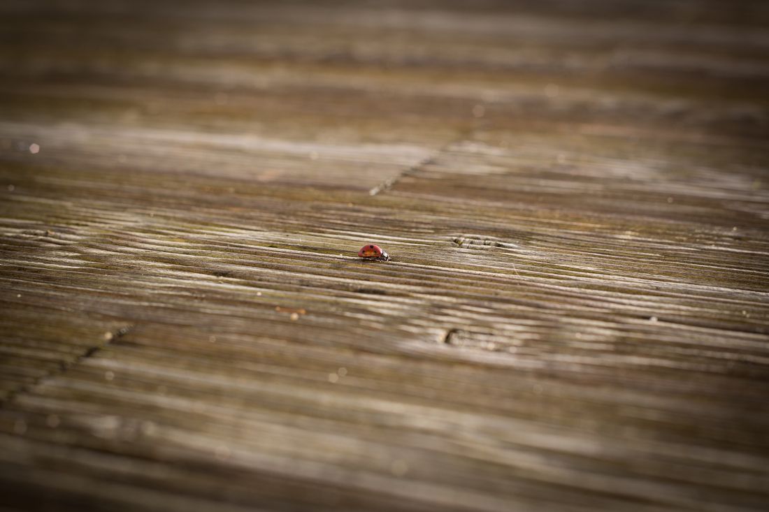 Revêtement de terrasse en bois Revêtement de terrasse en bois